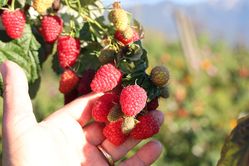 Plantes comestibles, pourquoi elles sont si importantes pour Lubera. Framboises Twotimer.