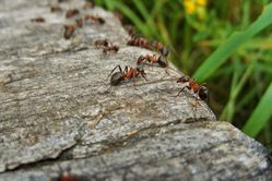 Fourmis dans le jardin, Lubera
