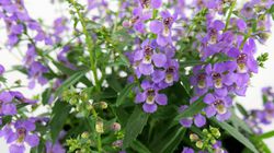Angelonia kaufen Lubera