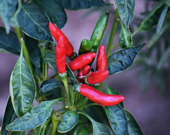 Chili-Pflanzen