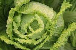 Graines de chou chinois, Brassica rapa subsp. pekinensis, Lubera