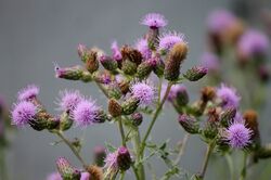 Plantes bioindicatrices, Chardon des Champs, Cirsium arvense, Cirse des champs