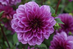 planter des dahlias