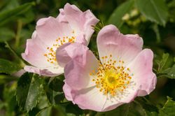 Rosiers pour haie &agrave; acheter chez Lubera rosa canina