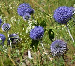Echinops, acheter, azurite