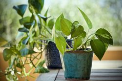Rankende Zimmerpflanzen, Lubera
