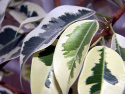 Ficus Zimmerpflanzen Lubera Pixabay
