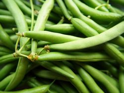 Acheter des graines de haricots dans la boutique Lubera. 