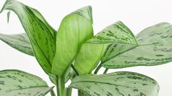 kolbenfaden aglaonema commutatum, Zimmerpflanzen f&uuml;r den Halbschatten