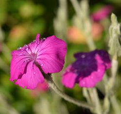 Lychnis coquelourde des jardins