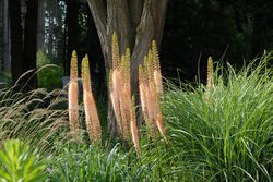planter des eremurus