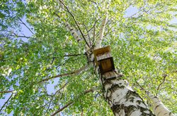 photo Betula Lubera