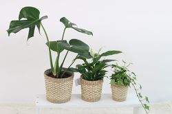 photo facile d'entretien pour plantes d'int&eacute;rieur, Lubera, plantes d'int&eacute;rieur