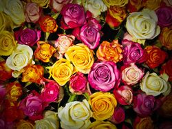 vari&eacute;t&eacute;s de rosiers