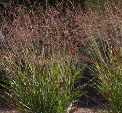 Acheter un Panicum