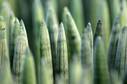 photo acheter Sansevieria cylindrica le shop Lubera