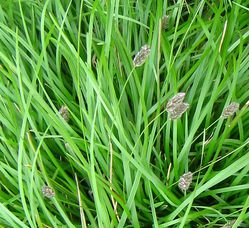 Acheter une Sesleria