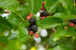 Acheter un m&ucirc;rier Lubera