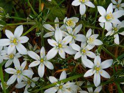 Ornithogale, Ornithogalum &Eacute;toile de Bethl&eacute;em