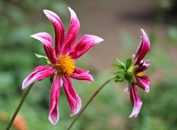 Acheter des dahlias orchid&eacute;es, Lubera