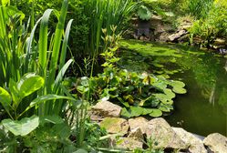 Plantes de bassin
