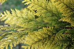 photo acheter Thuja