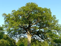 photo Eiche Eichen Quercus Baum Lubera