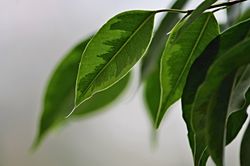 Birkenfeige Lubera Ficus Benjamina Benjamini