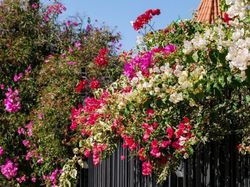 Planter un bougainvillier Lubera