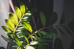 photo Gl&uuml;cksfelder Zamioculcas zamiifolia le shop Lubera
