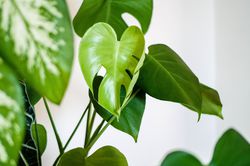 Zimmerpflanzen Lubera Online Shop