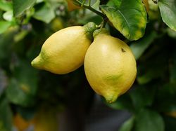 Acheter un citronnier des 4 saisons