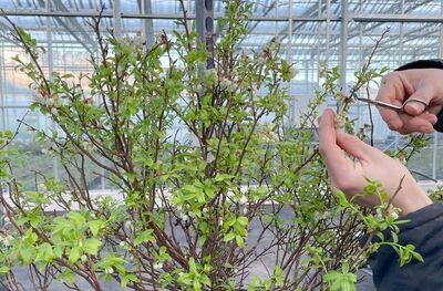 S�lection vari�tale des fruits - le travail actuel de Lubera