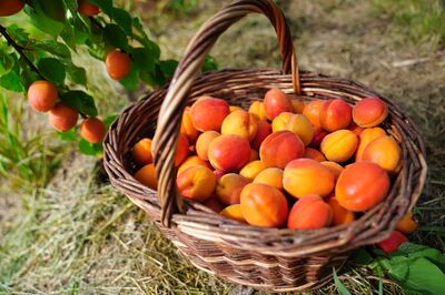 Les meilleures vari�t�s d'abricots pour l'Europe centrale
