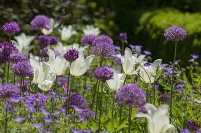 Ails d&rsquo;ornement 'Purple Sensation' et 'White Triumphator'