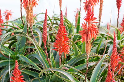 Bon &agrave; savoir sur la fleur de l&rsquo;aloe vera