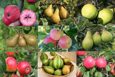 &Agrave; propos des pommes et des poires