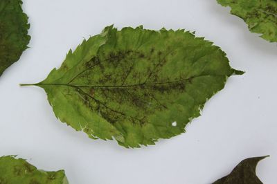 Tavelure du pommier - comment nous cultivons des pommiers r�sistants � la tavelure du pommier