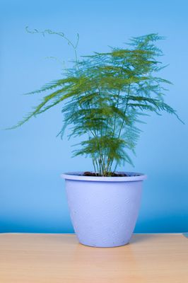 Conseils d’entretien de l’asparagus�: Emplacement & multiplication de l’asperge d’ornement