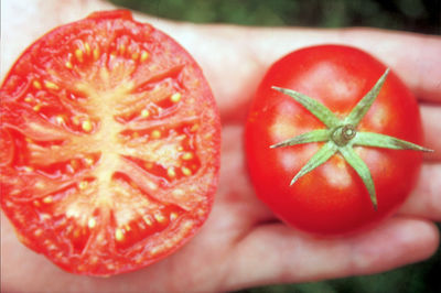 Produire ses propres semences – Comment proc�der correctement ?