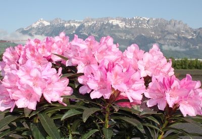 Plantes compagnes pour les myrtilliers