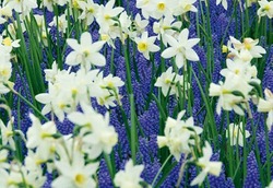Blumenzwiebel-Mischungen, Narzissen und Traubenhyazinthen