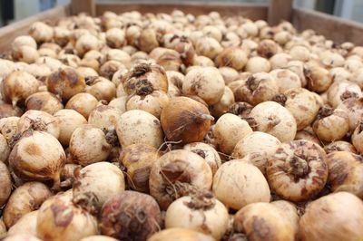 L’emballage des bulbes de fleurs chez Lubera�