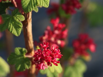 Johannisbeeren mit Zierwert, RedHope&reg;, Ribes sanguineum
