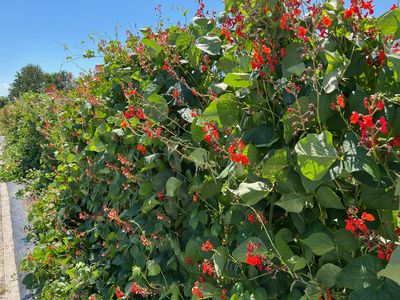 Planter, entretenir et r�colter les haricots d’Espagne (Phaseolus coccineus)