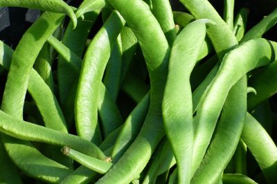 Planter des haricots � rames : tout sur la culture, l'entretien et le semis