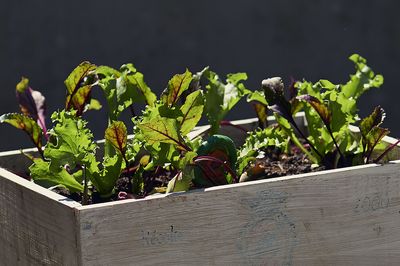 Semer des salades : quand et comment pour toute l'ann�e ?