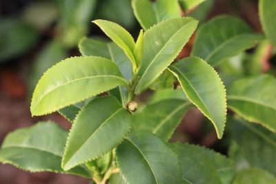 Th� Matcha : faire soi-m�me du th� Matcha � partir de ses propres arbustes � th� Camellia sinensis