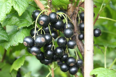 Zwerg-Johannisbeeren