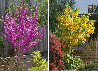 Plante-nous ! Sept arbres de Jud�e t'expliquent pourquoi ils ont leur place dans ton jardin